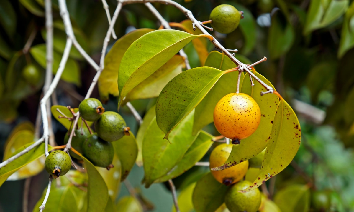 Frutos de abieiro em galhos com folhas verdes e amareladas. À frente, fruto de cor amarelo-alaranjada e, ao fundo, frutos verdes.