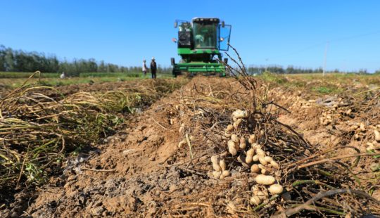 Conheça como funciona a colheita mecanizada do amendoim