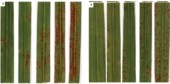 Comparativo entre os sintomas da ferrugem-alaranjada (Figura A) e ferrugem marrom (Figura B), demonstrando claramente as diferenças na coloração das lesões