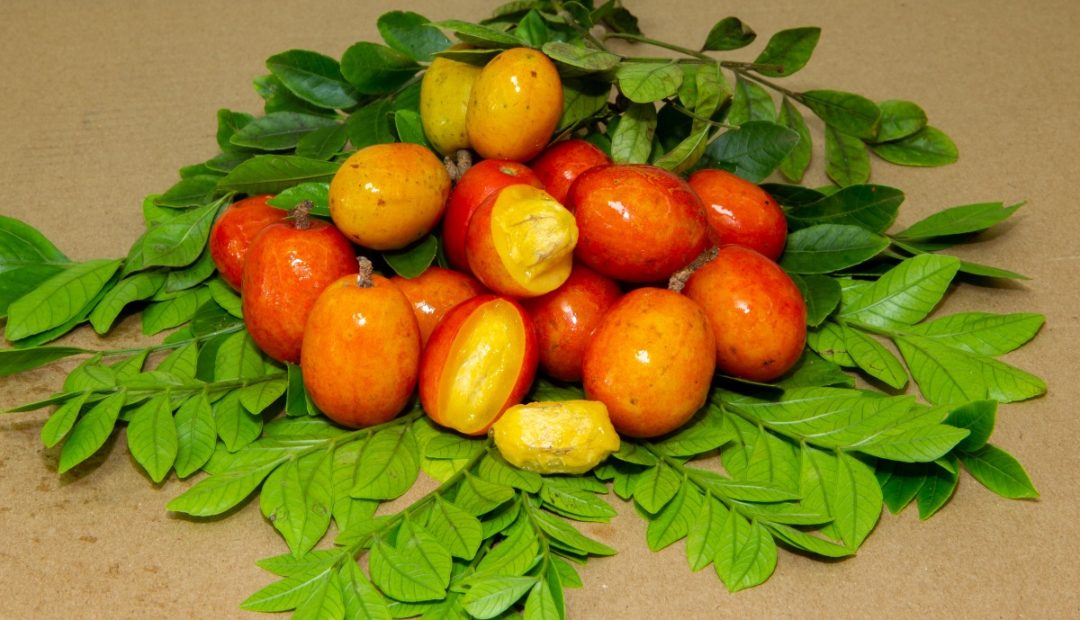 Frutas de seriguela colhidas com folhas da planta