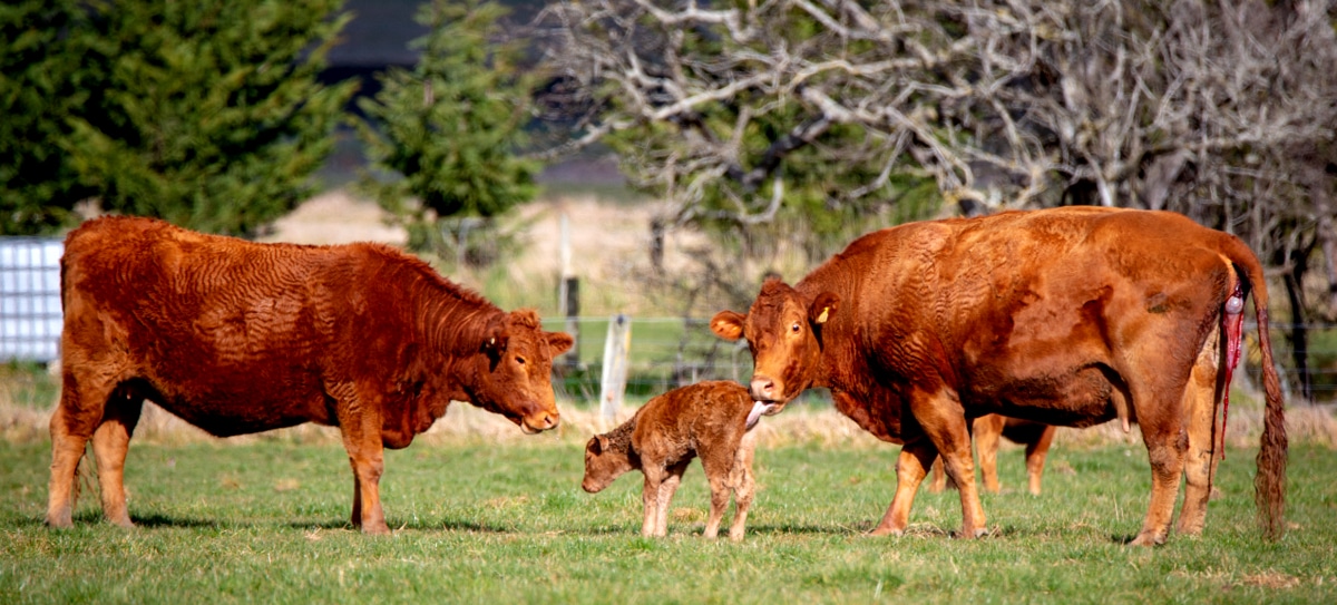 Vaca da raça Devon logo após o parto lambendo a sua cria. Ao lado, outra vaca da raça.