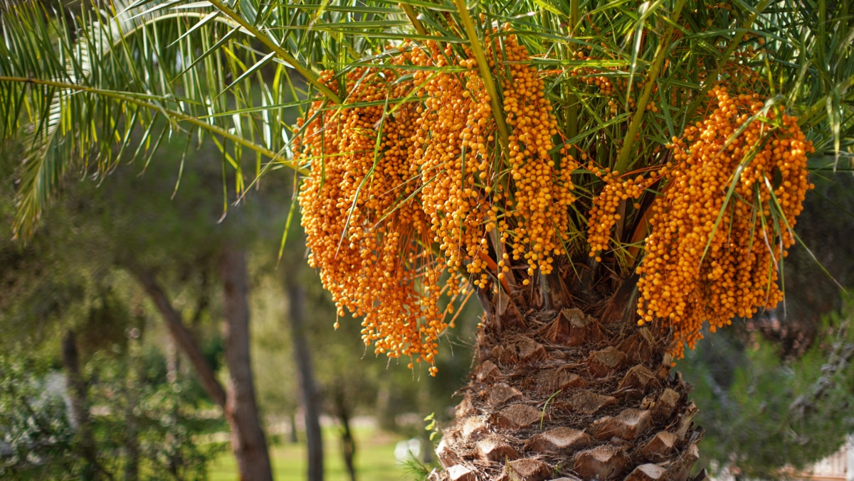 Palmeira, conhecida como butizareiro, com destaque para os seus frutos alaranjados dispostos em cachos próximos às ramificações com folhas.