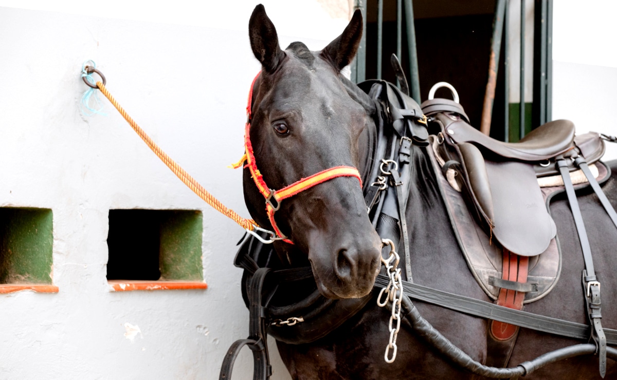 Cavalo Bretão usado na função de sela. Na foto, o cavalo é de cor marrom-escura e está com cabresto de cores vermelha e amarela.