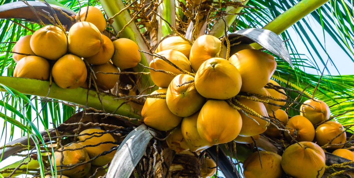 Coqueiro, com destaque para os cocos, em tom amarelado.
