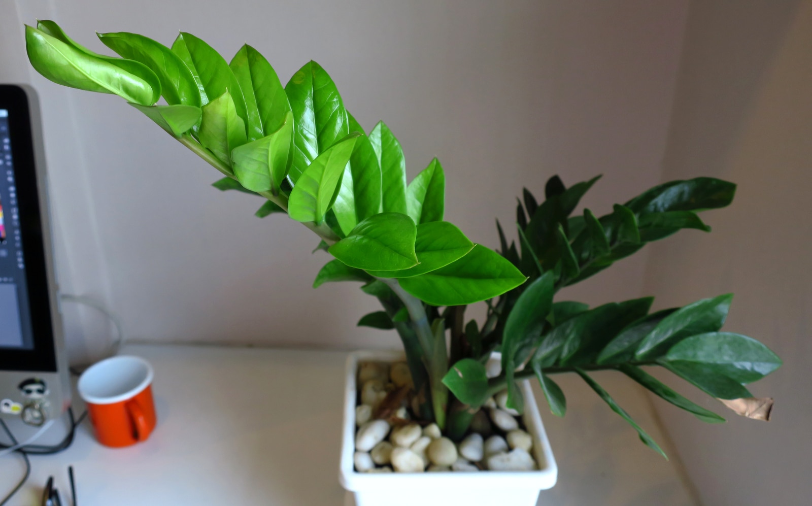Zamioculca cultivada em vaso no escritório. A planta possui estrutura ereta com folhas verdes e brilhantes.