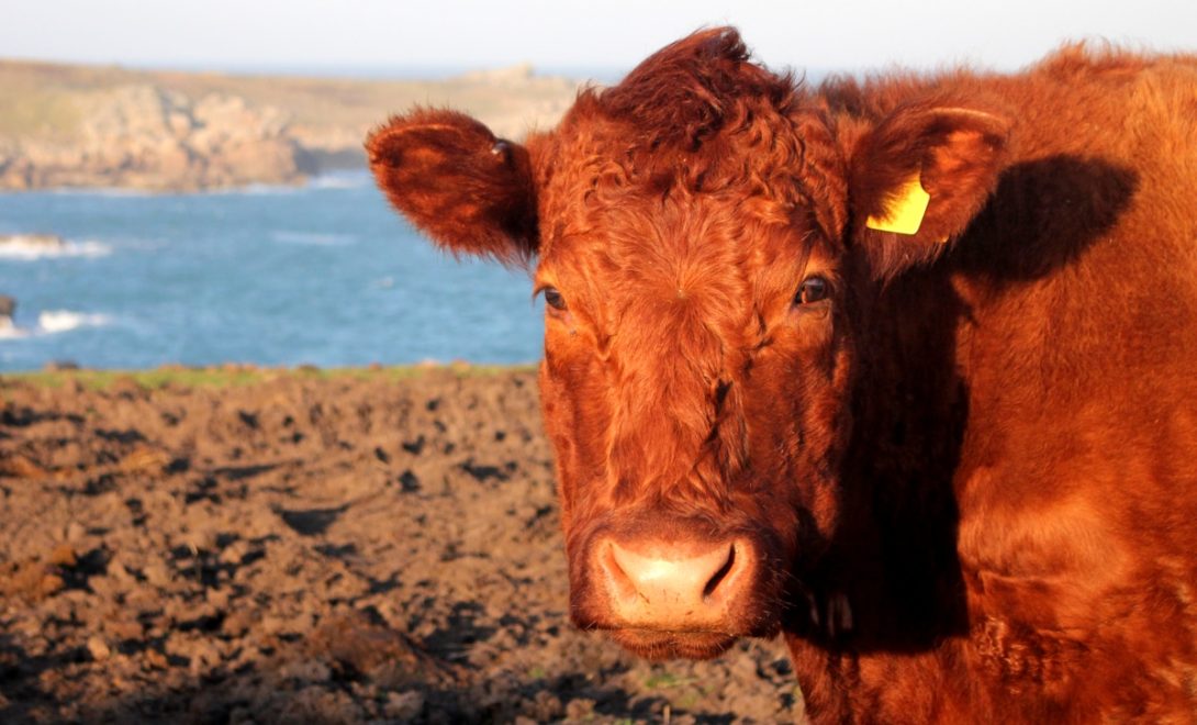 Raça de gado Devon é destaque na pecuária de corte