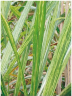 Sintomas característicos do mosaico da cana-de-açúcar, com lesões amareladas intercaladas com áreas verdes saudáveis.