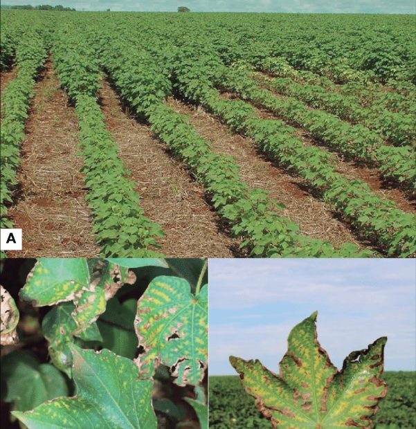 Sintomas reflexos de Rotylenchulus reniformis em algodão. (A): reboleira no campo. (B e C): sintomas de "carijó" nas folhas, em área com alta infestação em Mato Grosso