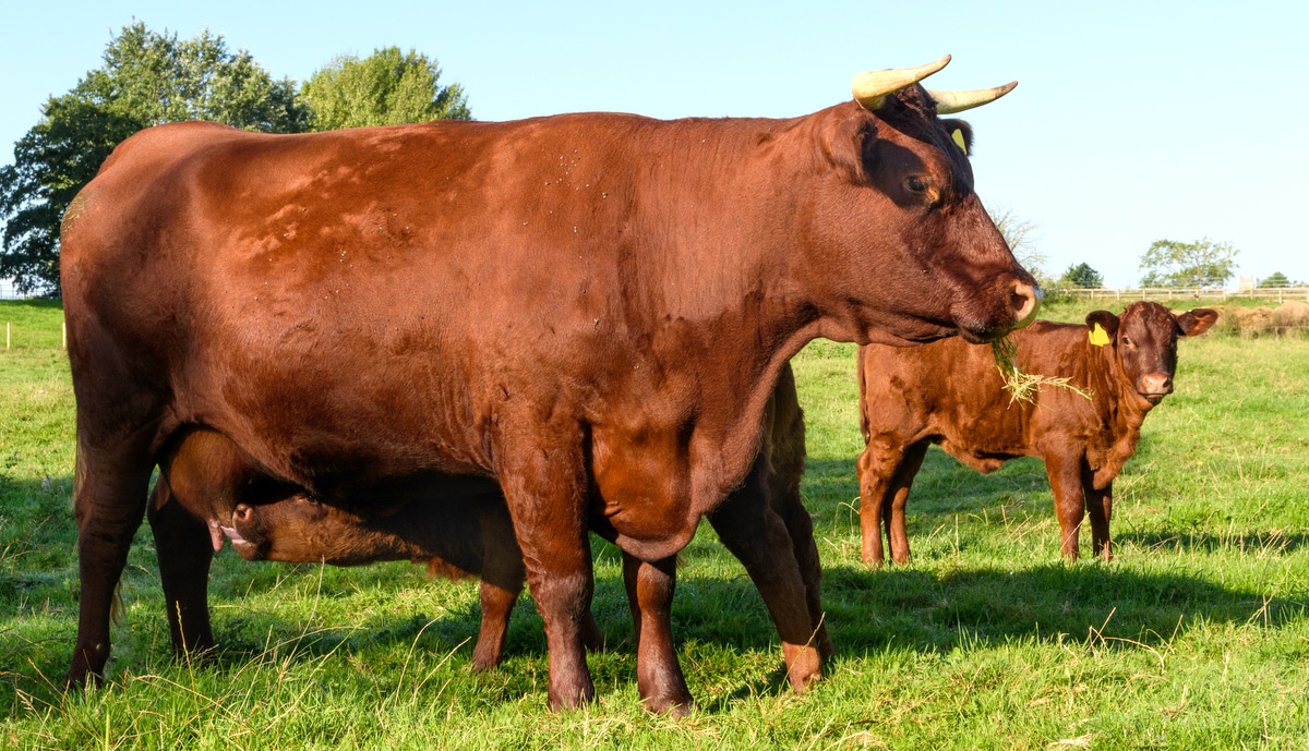 Bezerro amamentando em vaca da raça Devon. Ao fundo, outro bezerro posicionado lateralmente. Os animais apresentam coloração avermelhada e estão posicionados em região de pasto.