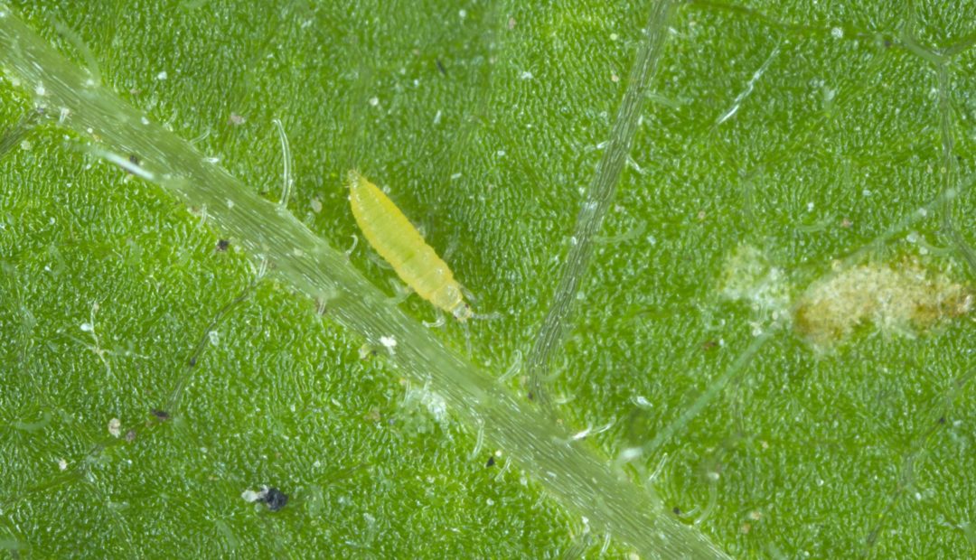 Larva de tripes em folha