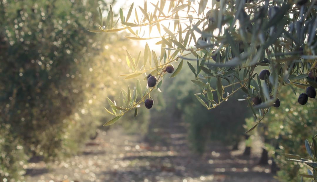 Galhos de oliveiras com azeitonas pretas. Ao fundo, plantação de oliveiras.