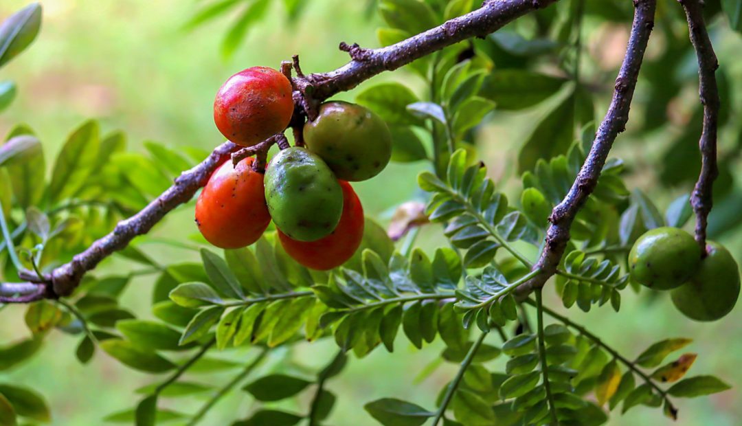 Frutos de seriguela na árvore