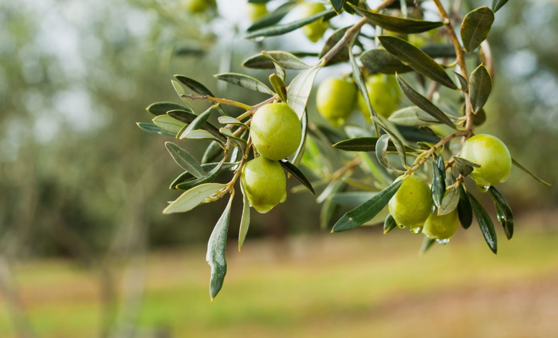 Oliveiras: aprenda como plantar e cultivar azeitonas