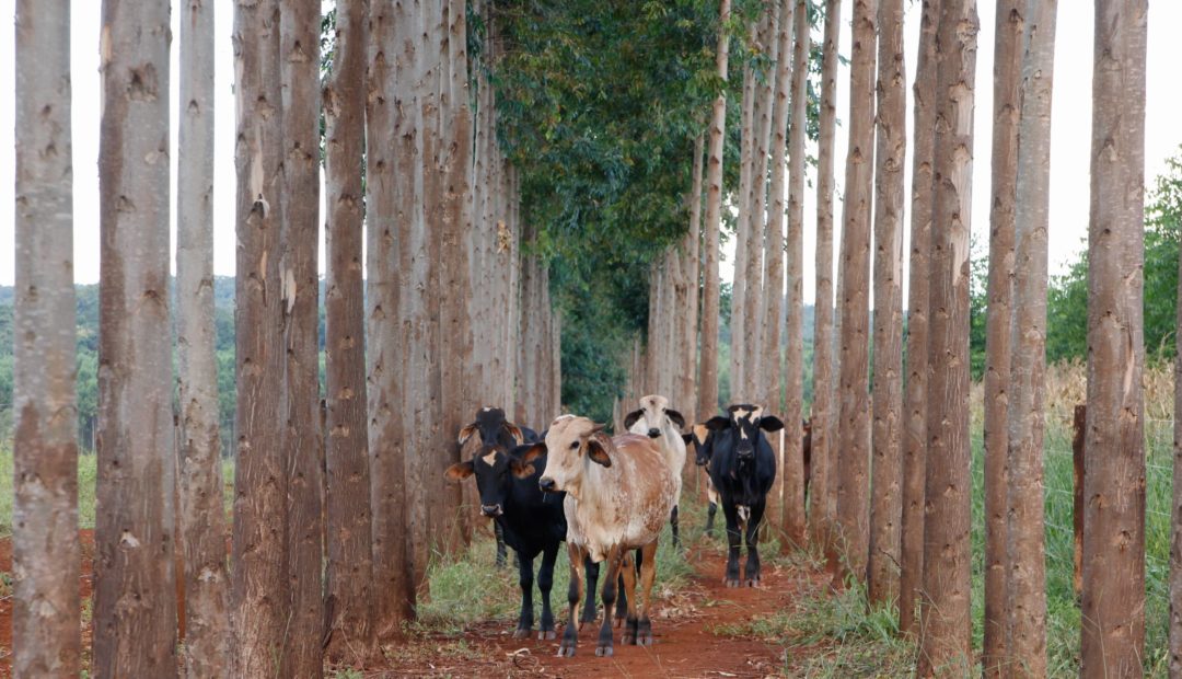 Bovinos de coloração branca e preta caminhando entre plantação de eucalipto.