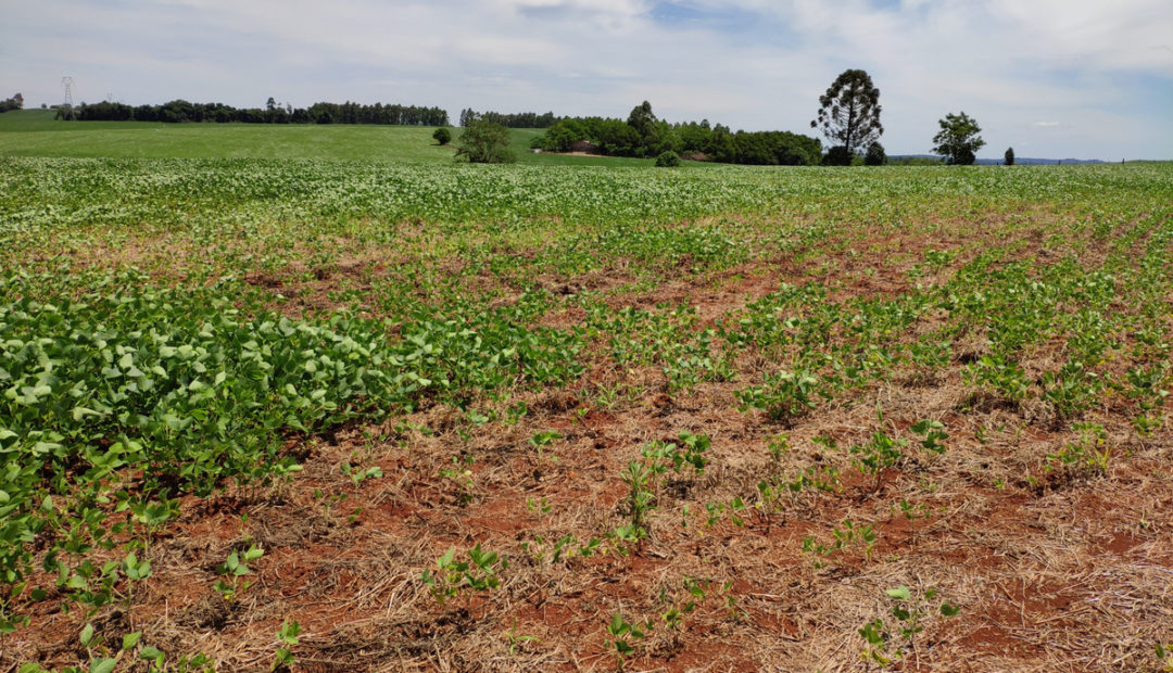 Reboleiras observadas na lavoura (locais com crescimento reduzido e morte de plantas). Sintoma característico dos nematoides que atacam a cultura da soja.