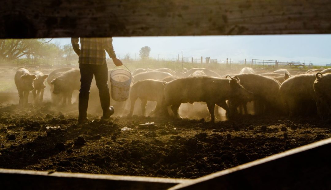 Pessoa em granja em meio aos porcos levando alimento aos animais.