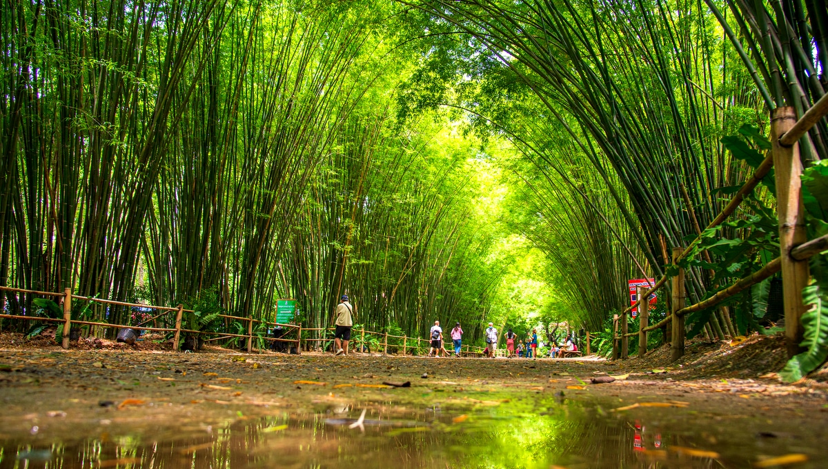 Parque com plantio de bambus. Ao centro, corredor de terra com a presença de pessoas passeando. Nas extremidades, plantanções de bambu.