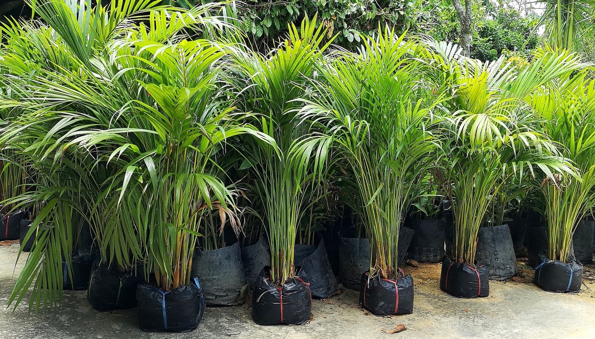 Mudas de palmeiras Areca-bambu em sacos de coloração preta.