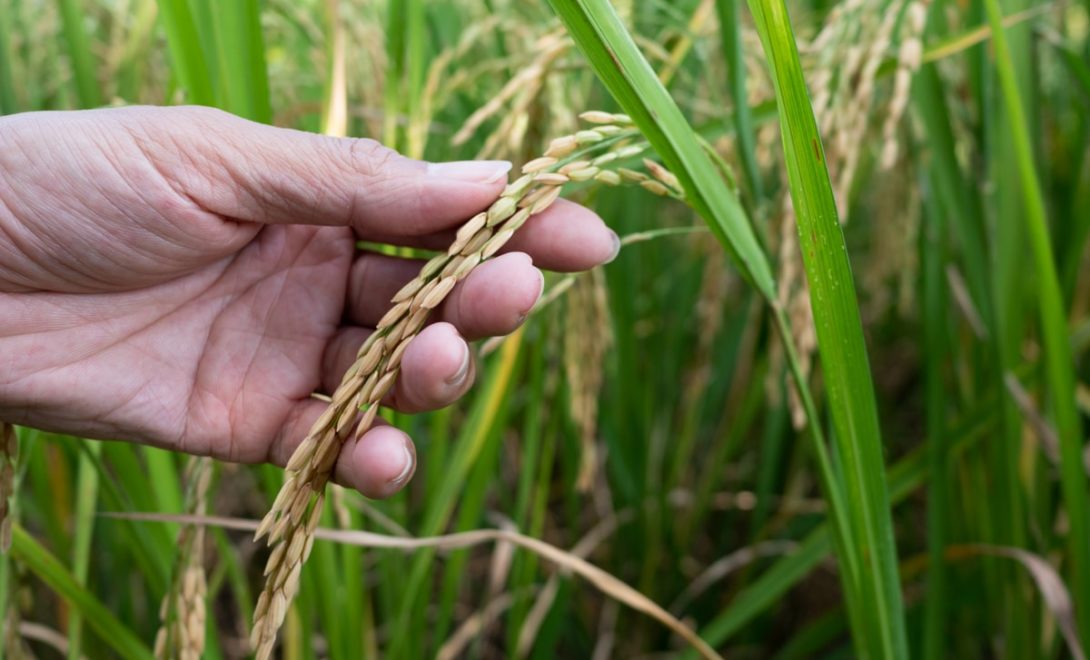 Principais doenças do arroz: identificação, sintomas e controle