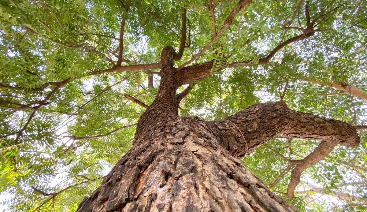 Árvore de neem vista de baixo para cima, contemplando detalhes do tronco  e sua copa