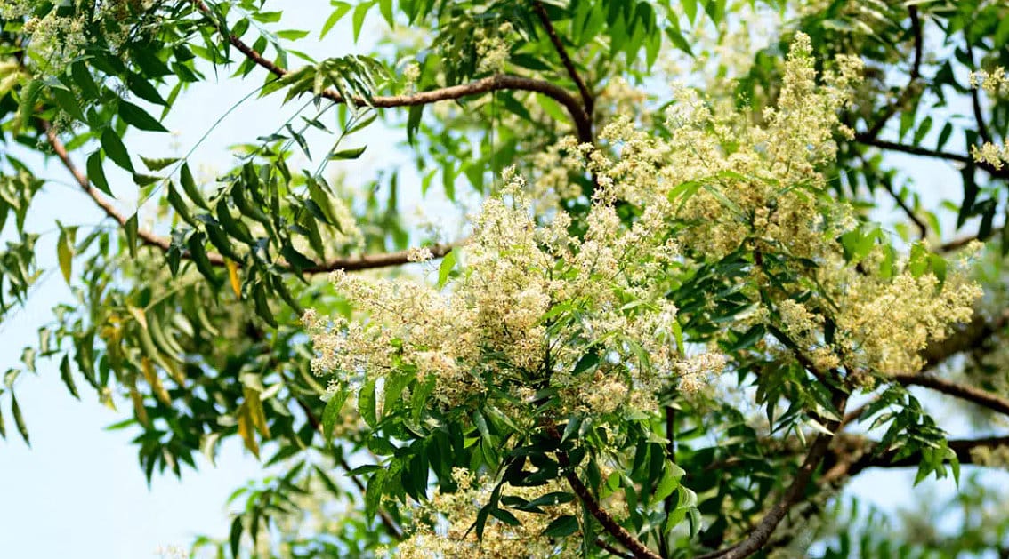 Neem florido. A árvore apresenta flores brancas em meio às folhas verdes e estão sendo vistas de baixo.