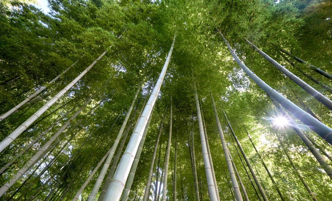 Bambu: como fazer o plantio e principais características