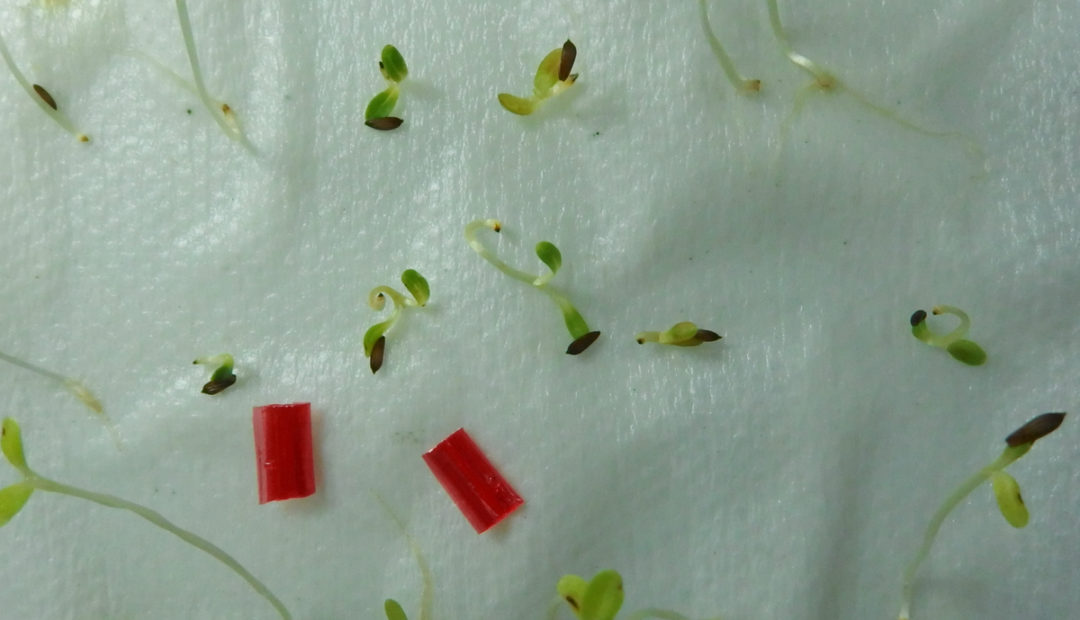 Teste de germinação em laboratório com sementes de alface que apresentam dormência