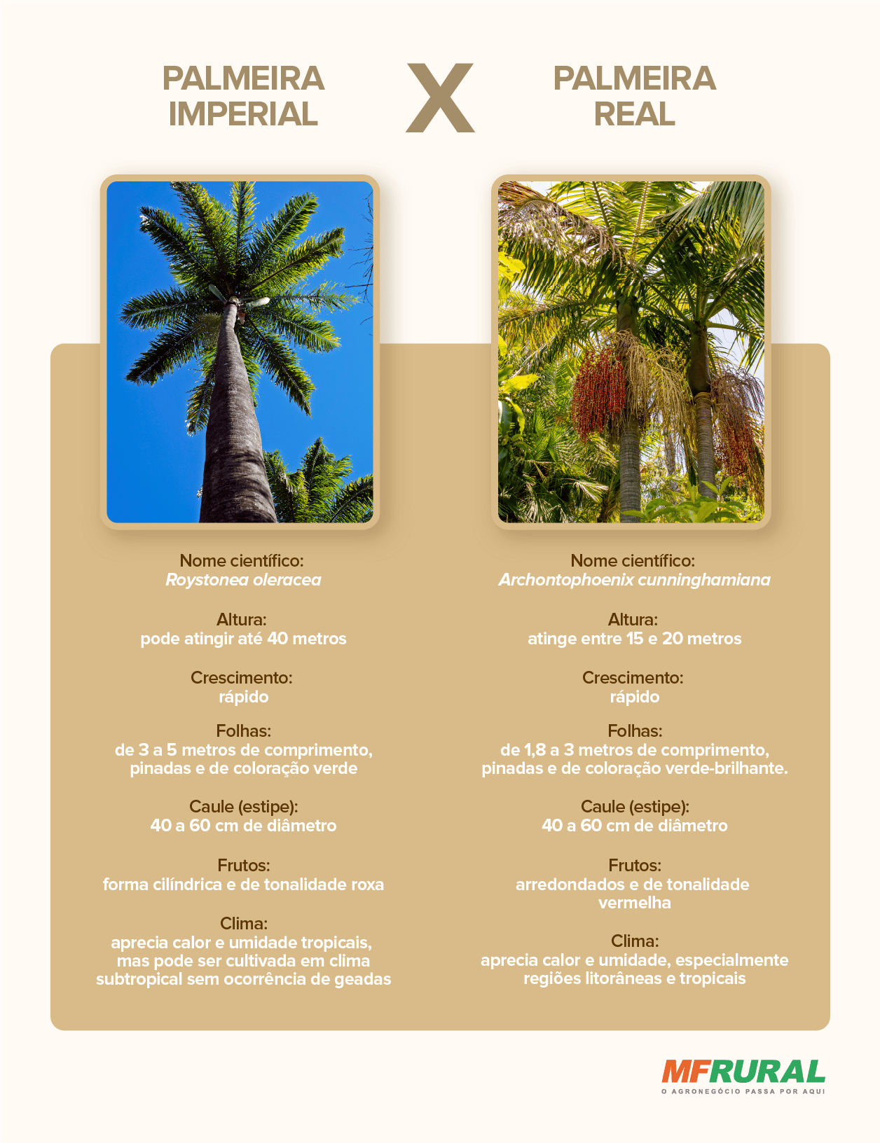 Comparativo entre as palmeiras imperial e real, destacando suas diferentes características