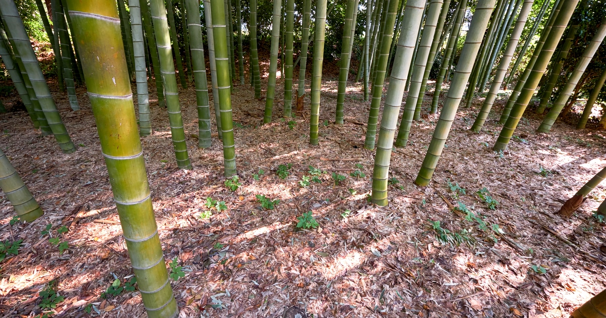 Plantação de bambus com espaçamento entre eles. Na foto, apenas a base do bambu está à mostra junto com o solo.