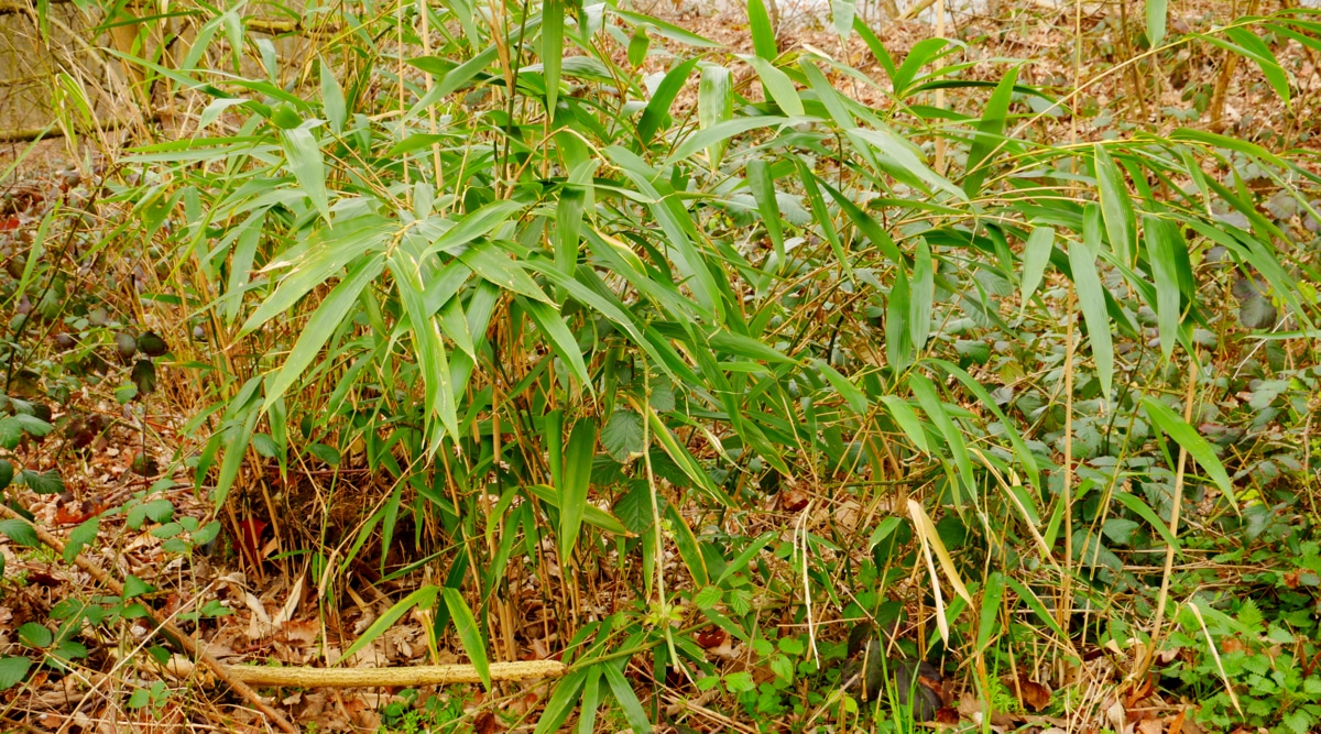 Mudas de bambu plantadas em solo.