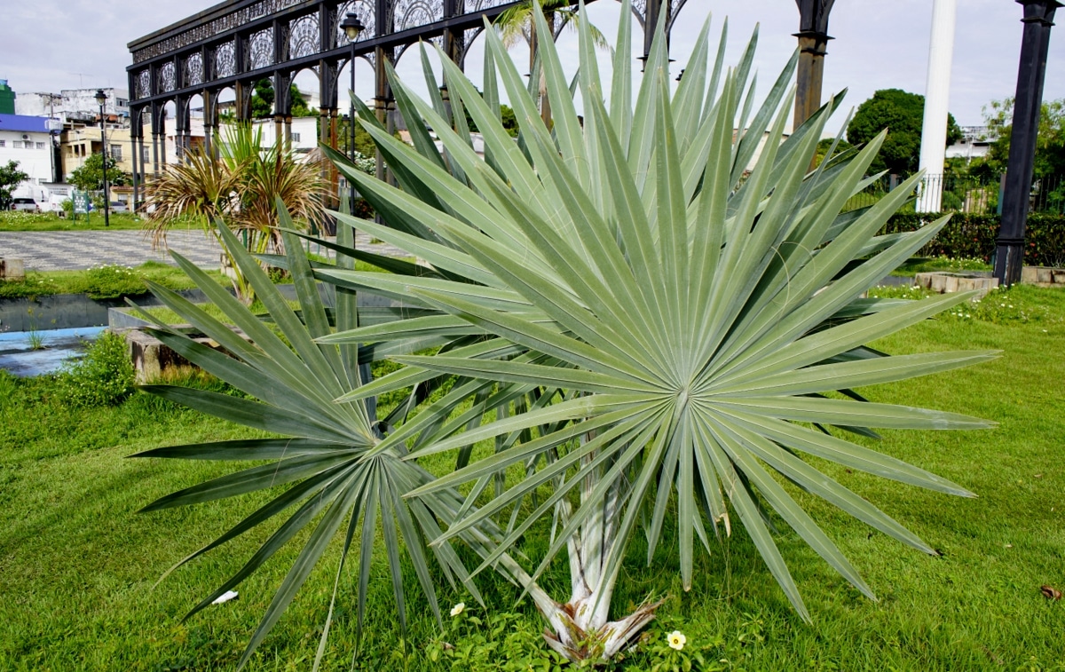 Palmeira em destaque na ornamentação de praça. Possuem folhas em formato de leque e coloração verde, popularmente chamada de palmeira-azul.