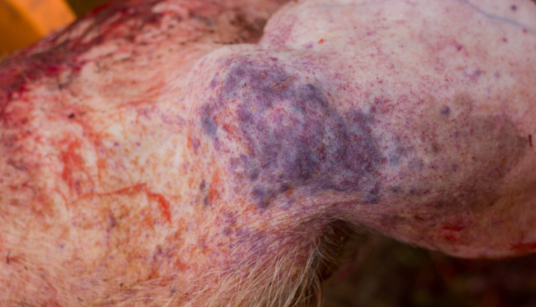 Sinal de processo hemorrágico de Peste Suína Africana em orelha de suídeo, com a presença de hematoma na cor roxa e inchaço na região.