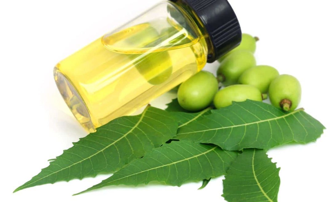 Vidro contendo óleo extraído da semente do neem. O vidro está sobre folhas e frutos de neem de coloração verde.