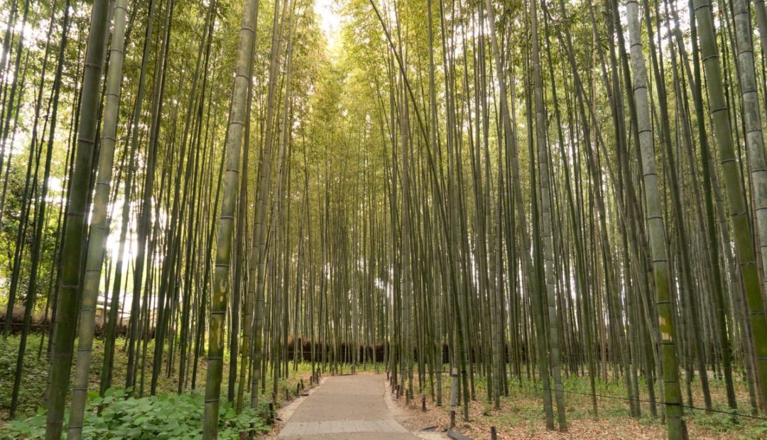 Plantação de bambu com caminho de concreto ao centro. Os bambus são altos, verdes e espaçados entre si.