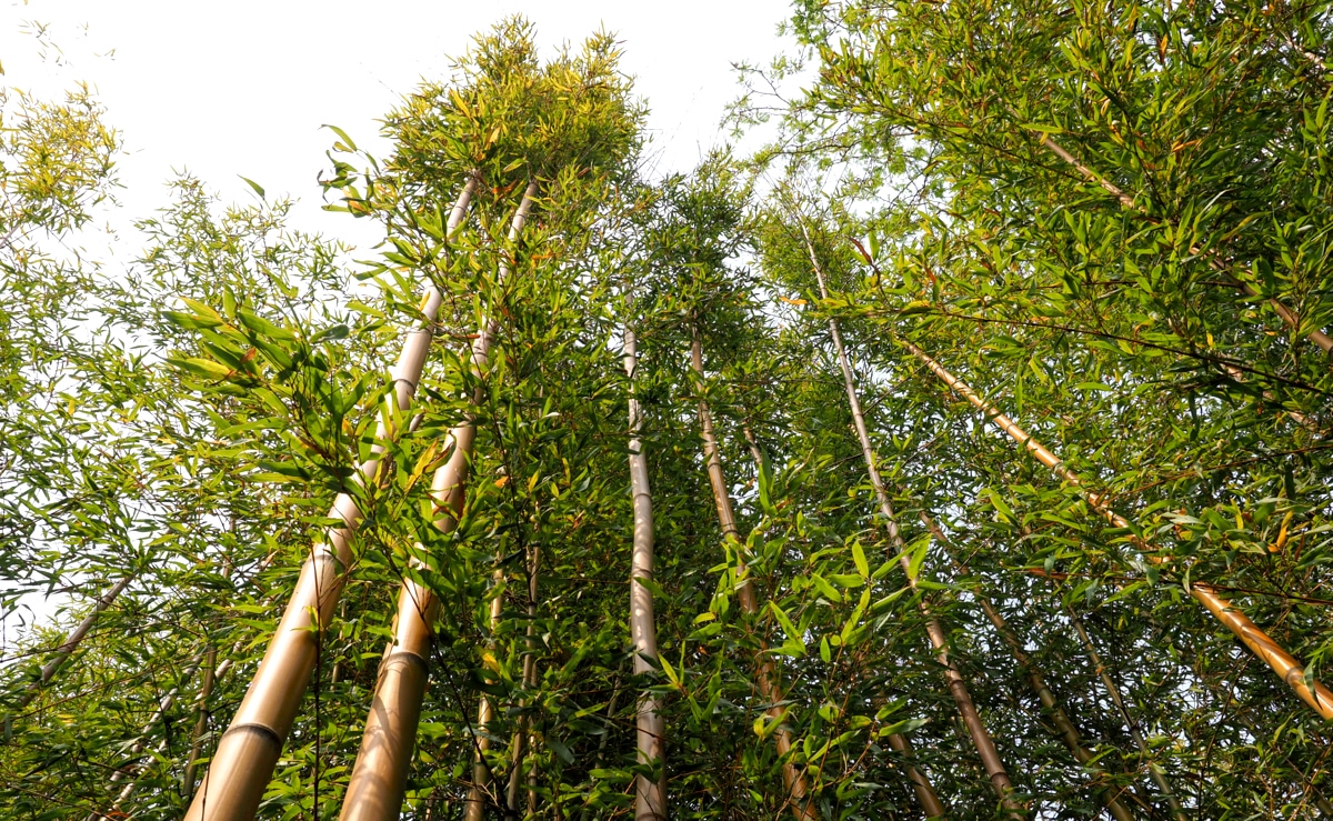Bambus com crescimento máximo atingido. A foto foi tirada de baixo para cima, mostrando a sua altura e as suas folhas verdes exuberantes.