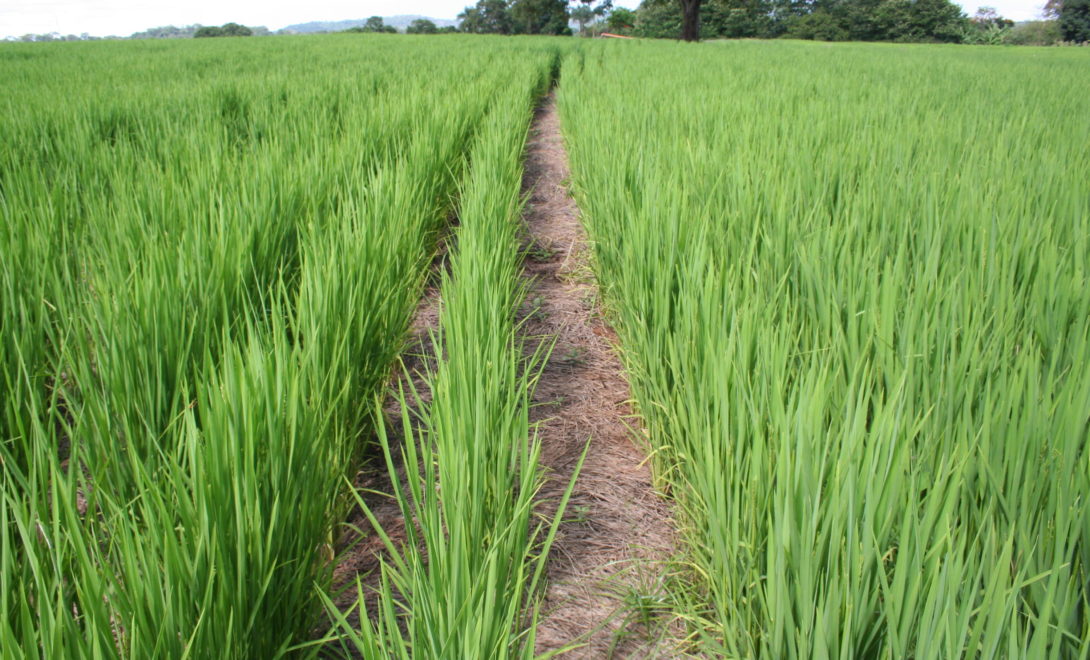 Plantação de arroz em sistema de plantio direto.