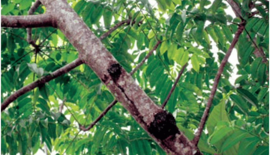 Doença chamada resinose causando danos em ramos de cajazeira.