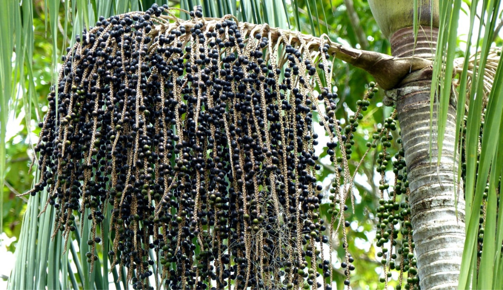 Cachos de açaí em palmeira. Os frutos são de coloração roxa e estão abundantemente dispostos em cacho. 