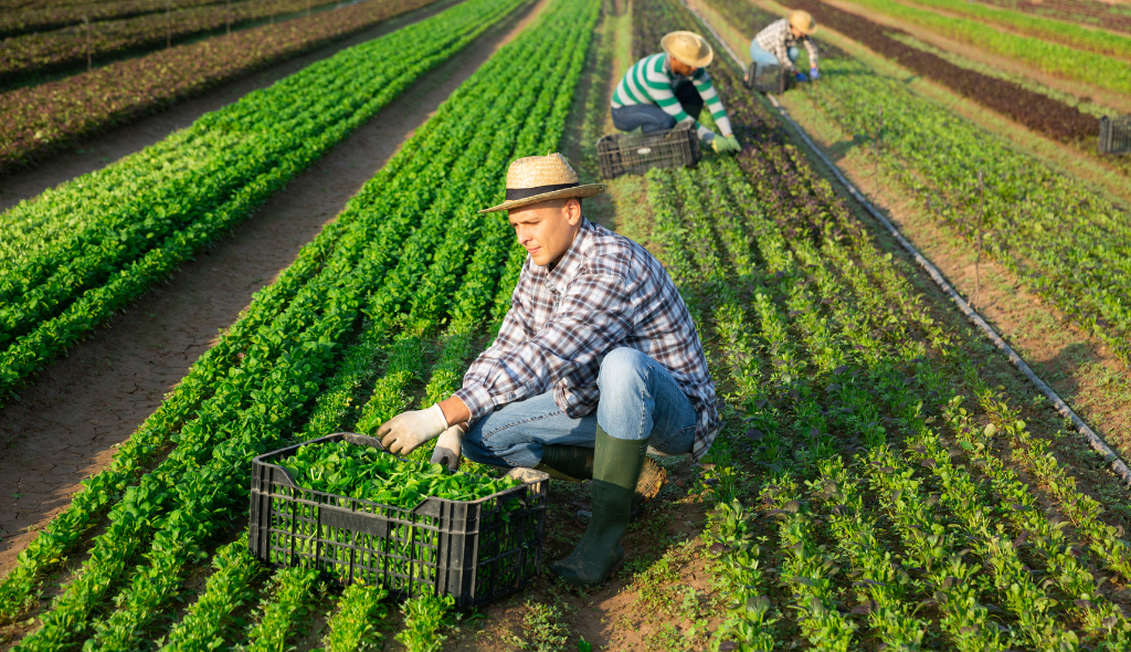 Pessoas trabalhando em plantação, realizando a colheita de folhas. As três pessoas presentes na foto estão vestindo botas, chapéu e roupa adequada ao trabalho.