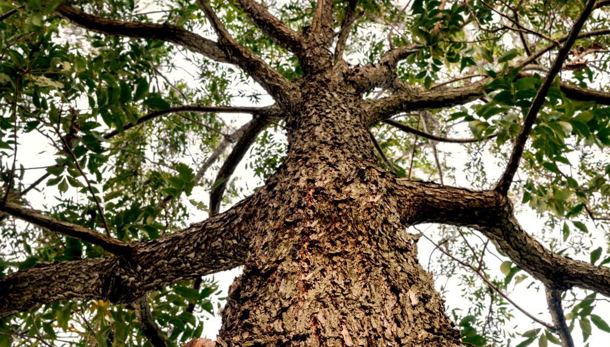 Árvore de nogueira pecã vista de baixo para cima, com seus galhos proeminentes e grande porte.