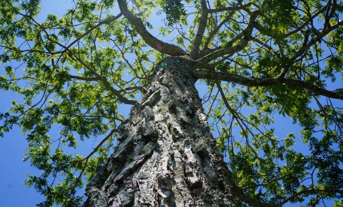 Cajazeira vista de baixo para cima, com foco no tronco de casca acinzentada e rugosa, e a copa da árvore contrastando com o céu azul