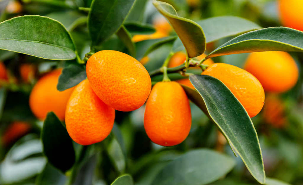 A pequena laranja kinkan é cheia de benefícios. Confira como plantá-la!