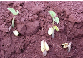 Plântulas de soja com engrossamento e encurtamento dos hipocótilos devido ao produto utilizado no tratamento de sementes.