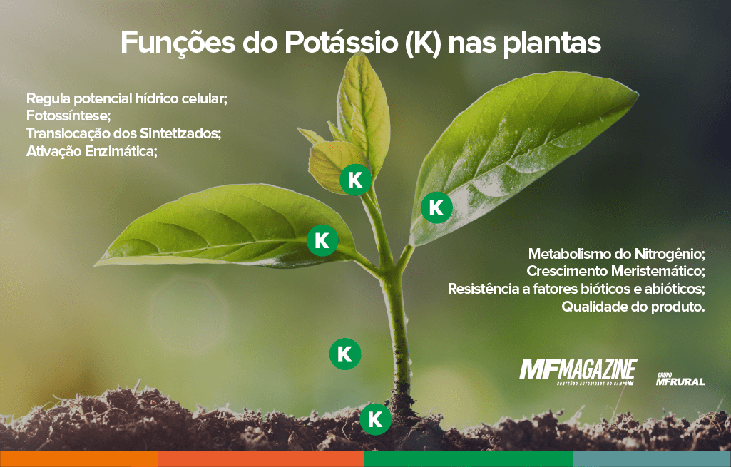 Infográfico sobre as funções que o nutriente potássio exerce nas plantas