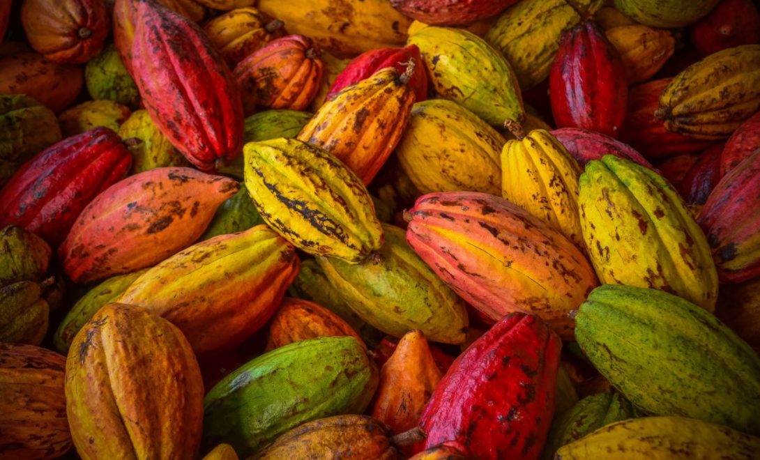 Frutos de cacau com cores diversas representando diferentes pontos de maturação. Entre as cores estão verde, amarelo e vermelho.