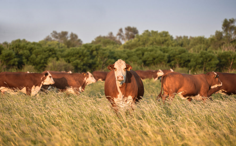 Braford: conheça essa raça de gado de corte