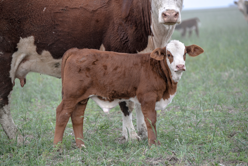 Vaca e bezerro Braford em pasto. Ambos possuem pelagem avermelhada. cara branca e pigmentação ao redor dos olhos.