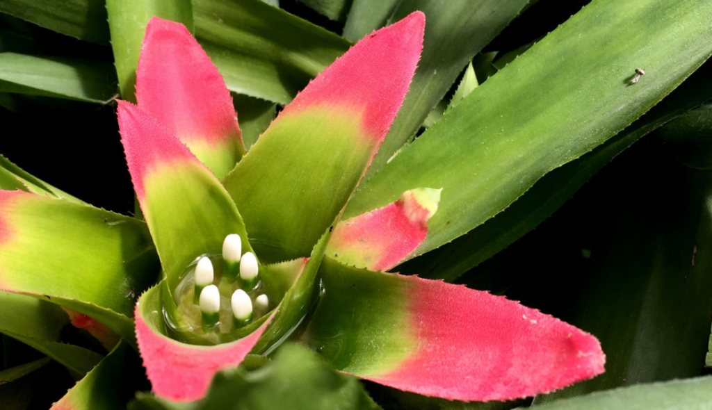 Água acumulada entre as folhas de bromélia. A planta está sendo vista de forma bastante aproximada, com suas folhas verdes e extremidades róseas.