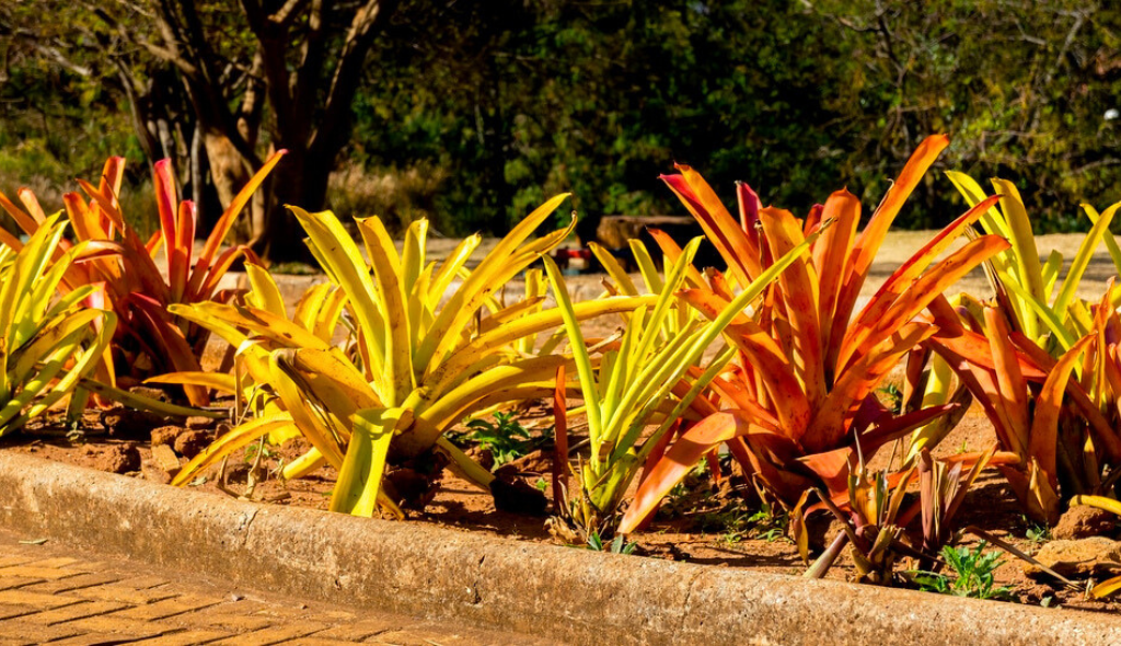 Bromélias porto-seguro plantadas em canteiro com cores amarela e avermelhadas.