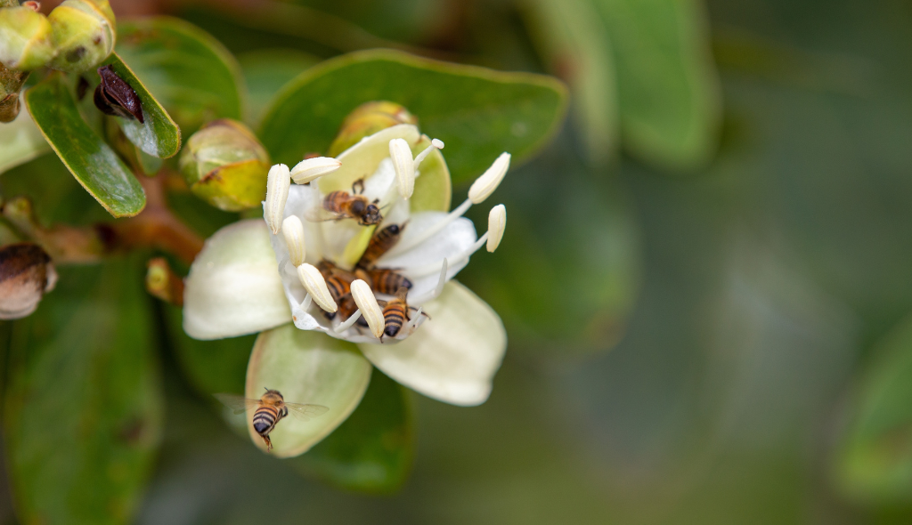 Flor de jatobá de coloração branca com a presença de abelhas jataí.